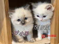 纯种布偶找新家猫妈妈有血统证明