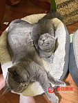蓝猫找新家