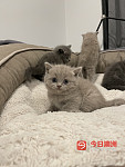 可爱蓝猫英短丁香妹妹