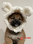 小柴犬2024年预定澳洲日本柴犬预订