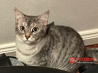 1岁半小猫女 寻新主人