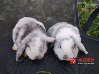 几只可爱的兔宝宝可以去新家了