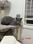 蓝猫英短找新家