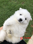 纯种银狐宝宝接预定