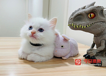 悉尼猫舍纯种火焰色布偶弟弟