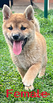 2只可爱肉乎乎的柴犬宝宝找新家