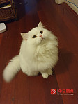 可爱甜美猫妹寻找温暖的家