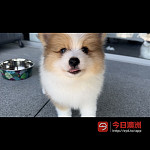 稀有色小博美男宝找新家啦