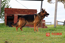 赛级德国牧羊犬puppy可去新家