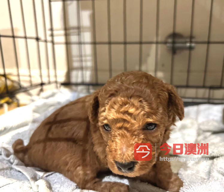Cavoodle and poodle puppies for sale