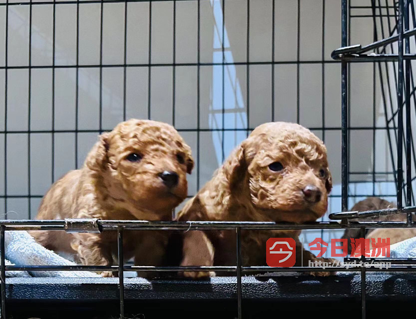 Cavoodle and poodle puppies for sale