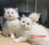 悉尼猫舍现货纯种蓝双布偶小弟弟