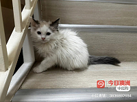 最后一只布偶妹妹找新家