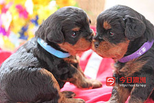 颜色特别的toy cavoodle
