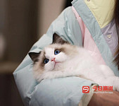 赛级品相纯种布偶猫转卖啦