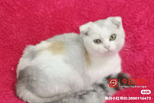 Hurstville 折耳猫英短布偶猫赠送
