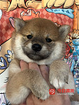 小柴犬找新家