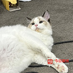 超级粘人布偶弟弟找家