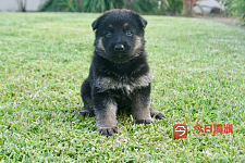 赛级品相纯种德牧幼犬找家
