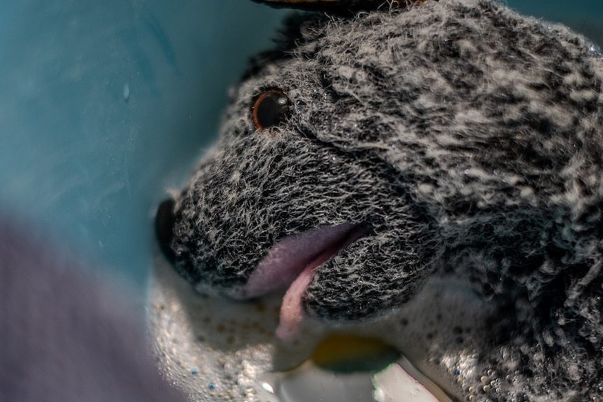 The face of a sad-looking, wet teddy bear lying on a table.