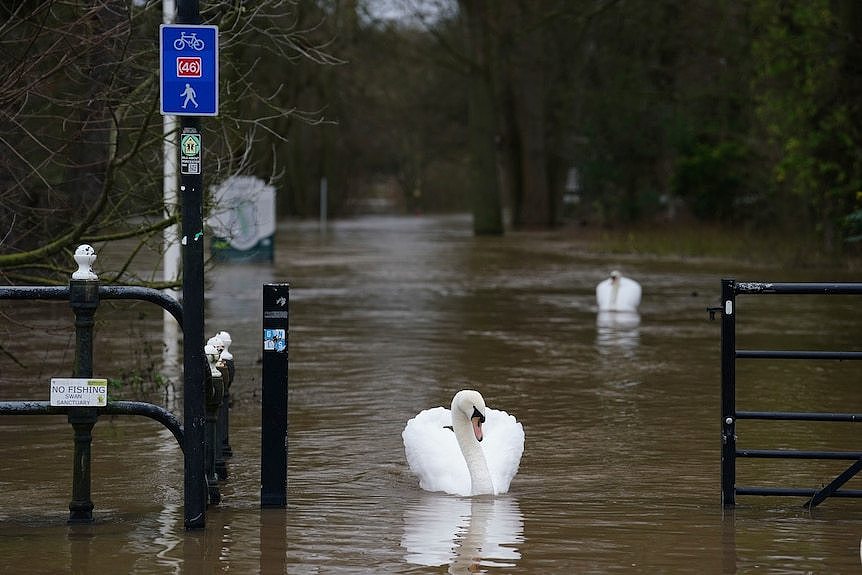 White swans are seen swimming in a flooded street in Worcester