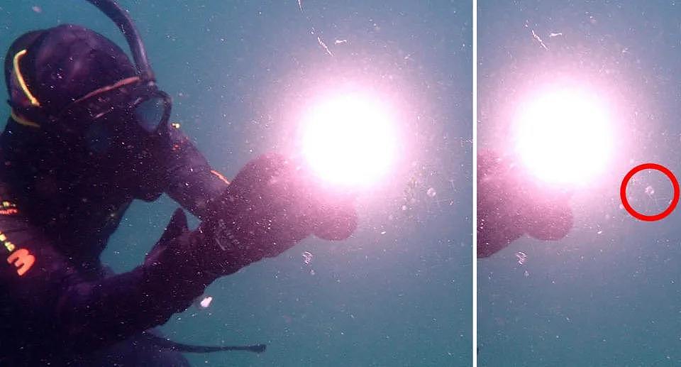 The diver shines a light up to the tiny winged box jellyfish.