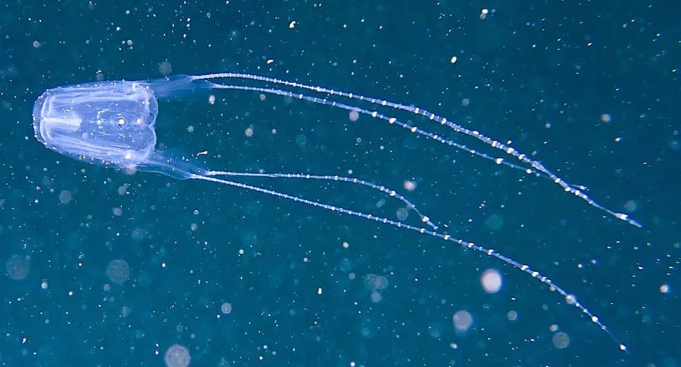 The winged box jellyfish's head and four tentacles shine against the dark ocean, with a camera helping to identify the creature. 