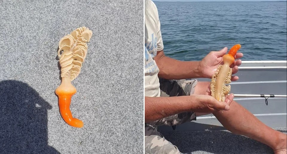 Images of the strange creature with it's orange hook bottom and beige top that looks like feathers.