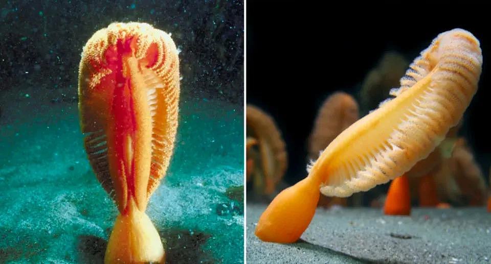 Orange sea pens pictured underwater, they can stand upright at the bottom of the sea floor. 
