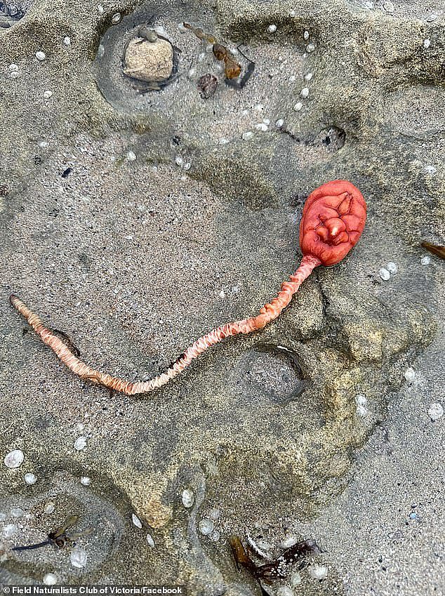 A woman in Victoria was baffled by a strange creature she found washed up on a beach in Fairhaven. People thought it looked like an 'alien' while another joked it was a placenta
