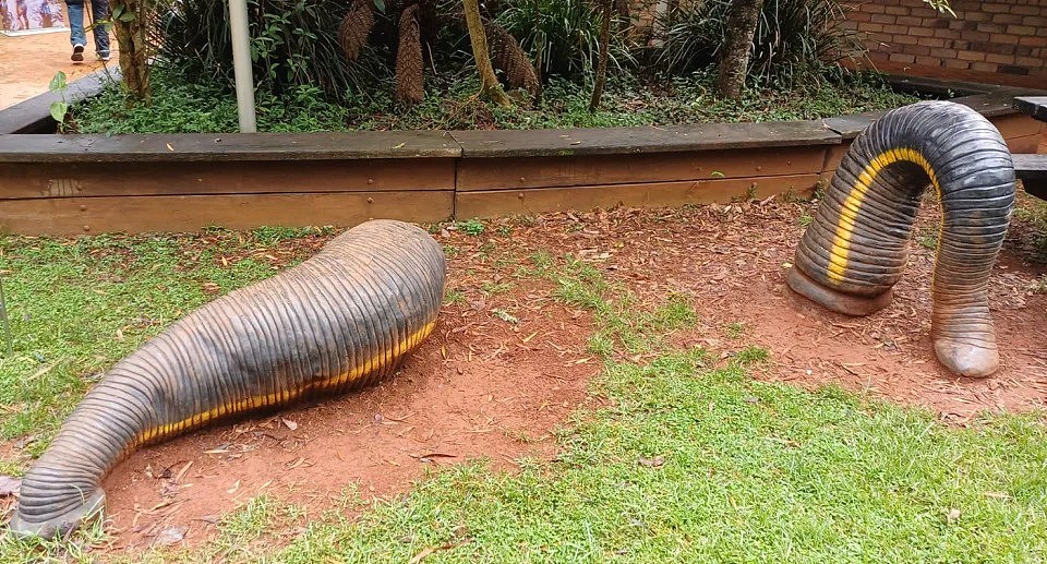 The leech sculptures at Dorrigo National Park in NSW are brown and yellow, installed on a grassy area in front of the skywalk entrance. 