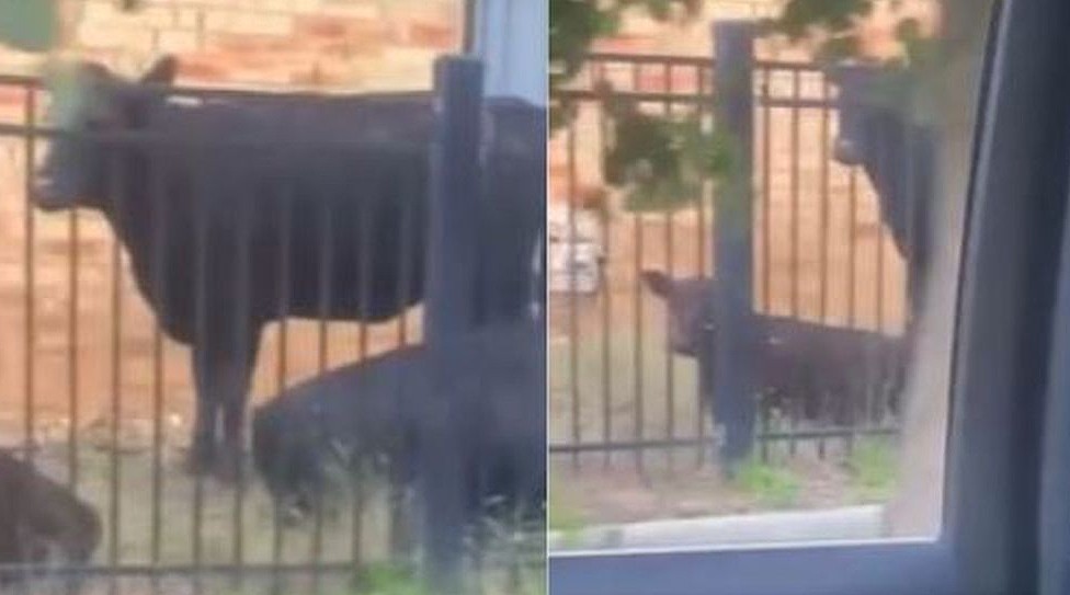 澳洲上百奶牛“大逃亡”！闯入民宅前院，还在路上狂奔，警方花4小时围捕（组图） - 4
