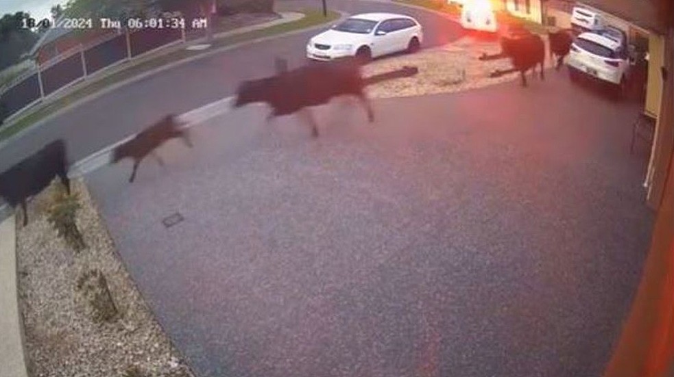 澳洲上百奶牛“大逃亡”！闯入民宅前院，还在路上狂奔，警方花4小时围捕（组图） - 2