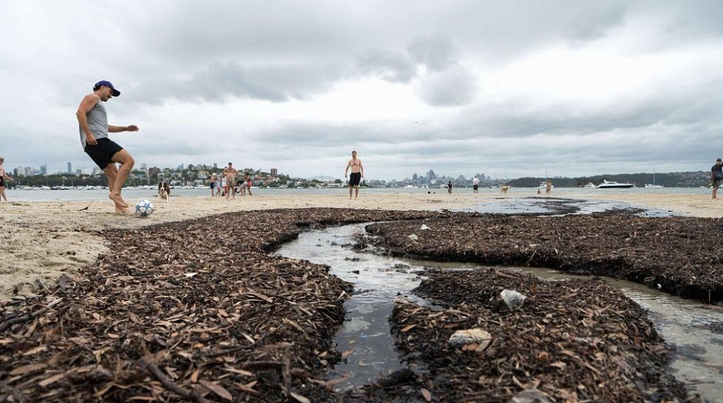 注意！悉尼多个海滩受污染，当局警告：下水需警惕（组图） - 2