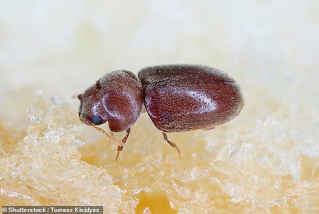 Tobacco beetles, which found in the laxative powders, are potentially dangerous to ingest