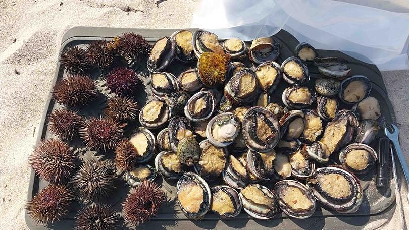 An illegal haul of abalone and sea urchins seized in Cape Burney.