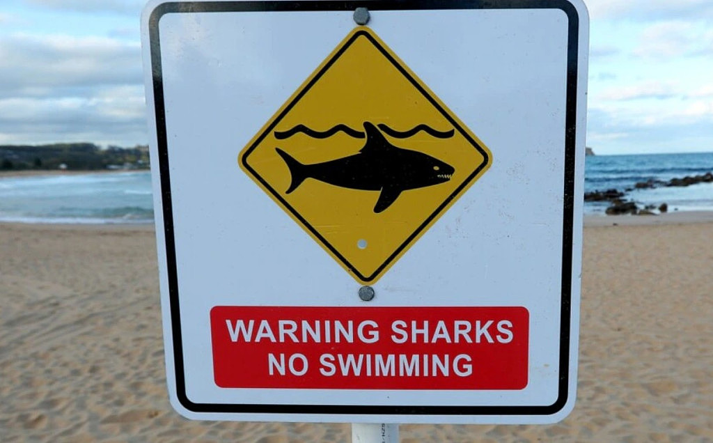 悉尼鲨鱼最多的海滩揭晓！“鲨鱼之都”在这里，以后游泳可要当心了（组图） - 4