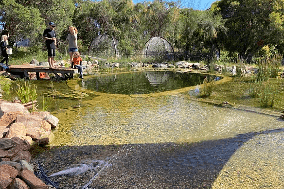 An increasing number of people are choosing natural pools over traditional backyard pools.