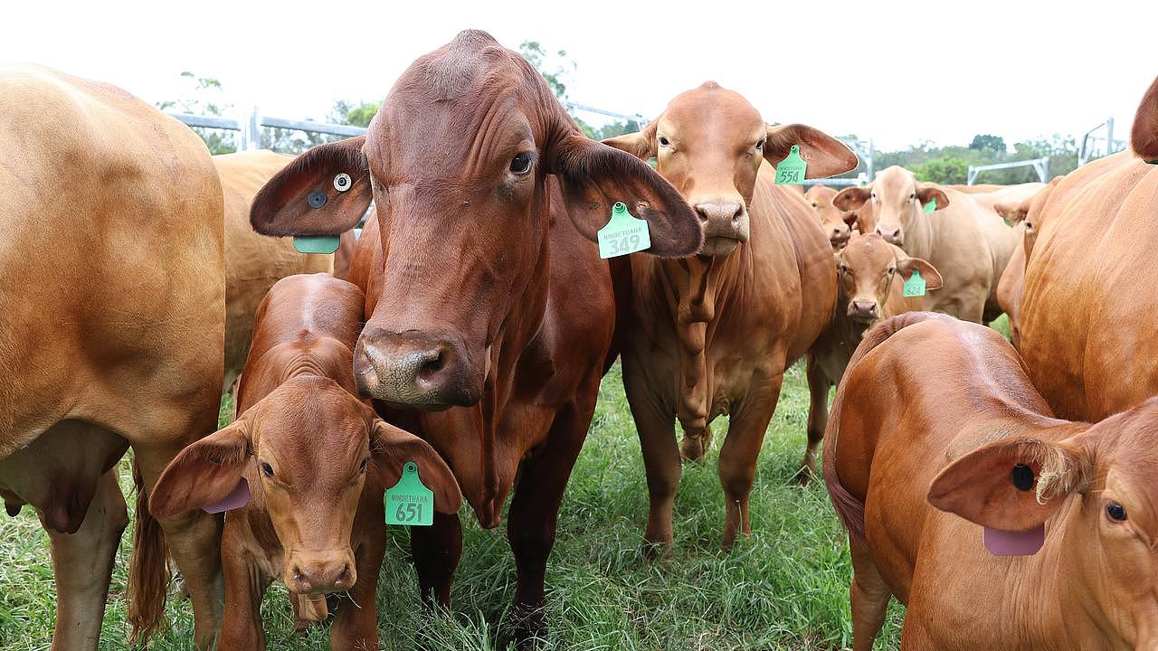 Police found some very disturbing content on phones and other storage devices when they raided Addison Boys’ granny flat including bestiality images involving cattle. (File image)