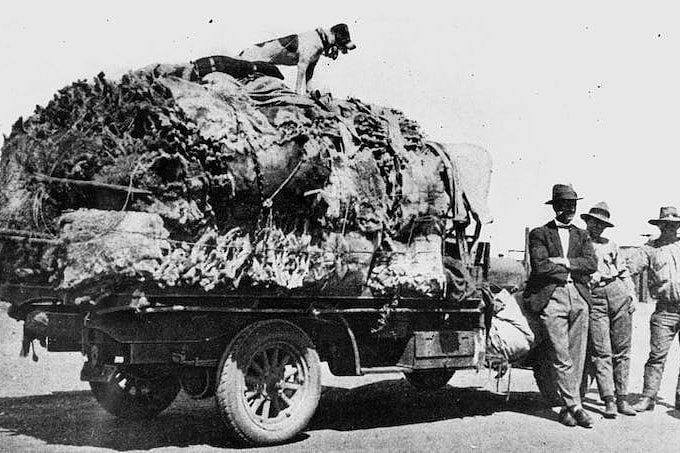 这一卡车考拉毛皮是在1927年昆士兰狩猎季猎得的。
