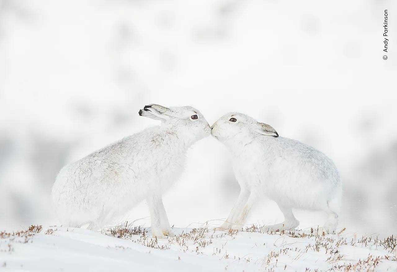 A male and female hare touch noses in Scotland's Monadhliath Mountains