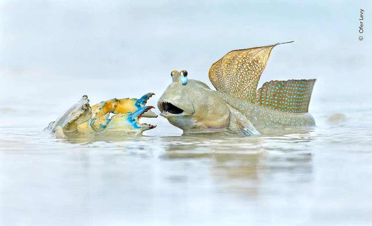 A mudskipper fiercely defends its territory from a trespassing crab in Roebuck Bay, Australia.