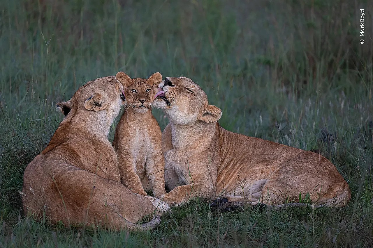 Lionesses groom one of the pride’s five cubs in Kenya’s Maasai Mara.
