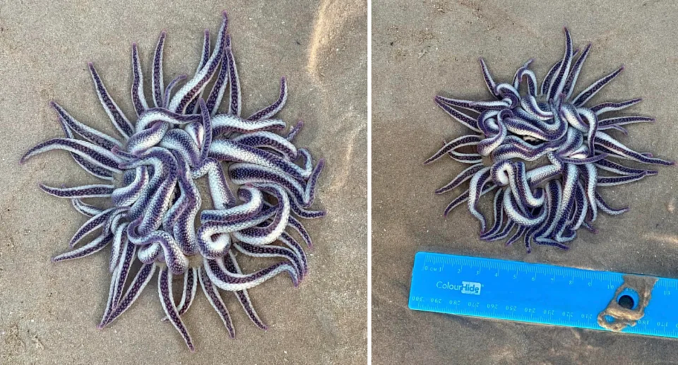 澳洲海滩惊现奇怪生物，好似“美杜莎的假发”！专家：会蜇人（图） - 2