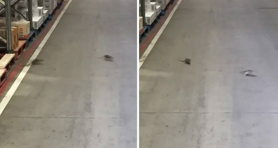 The Coles warehouse with rats appearing to be fighting over territory. 