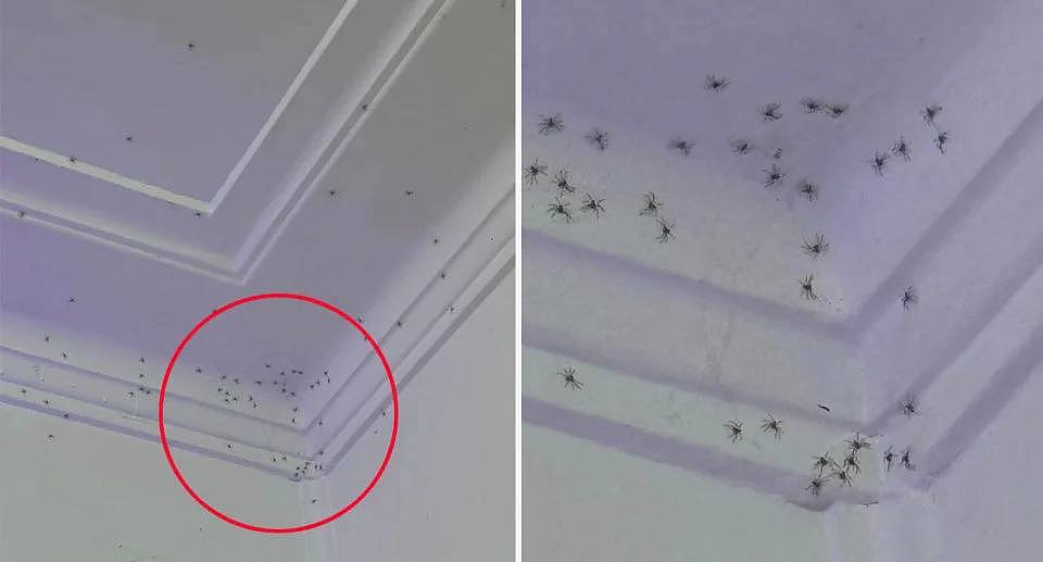 Baby huntsman spiders cover bedroom ceiling. 