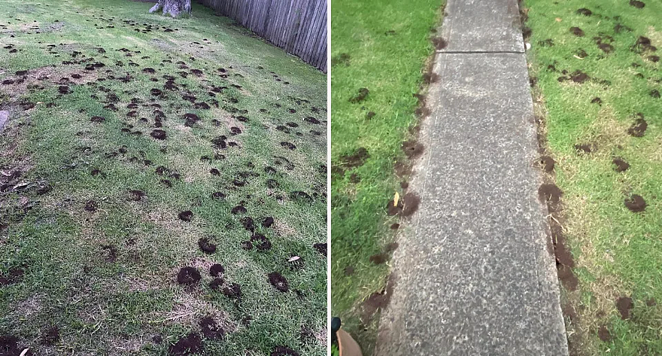 一场雨过后，悉尼民宅草坪惊现大量土堆！房主发帖求助，专家称“除不完”（组图） - 2