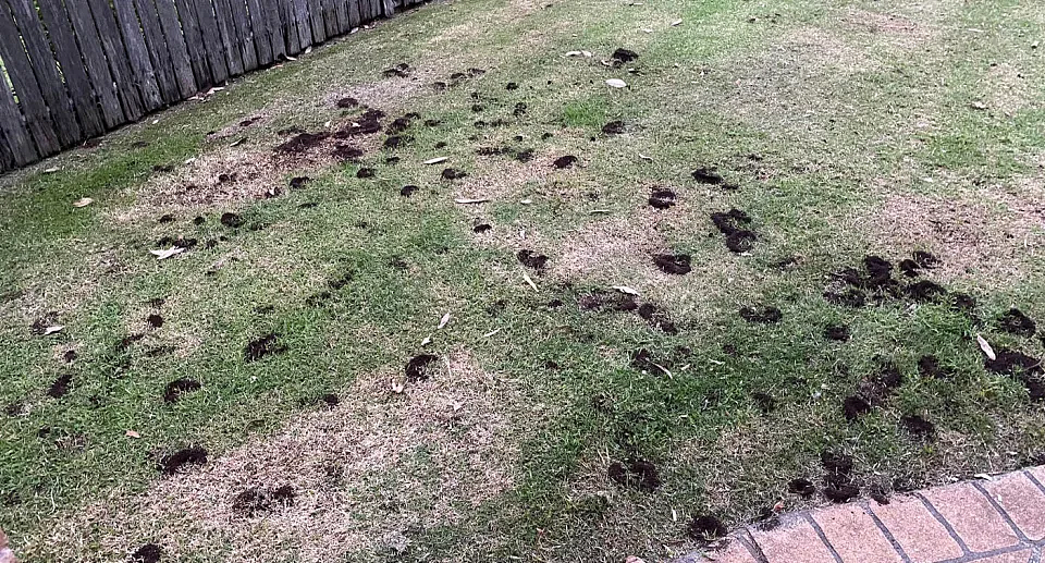 一场雨过后，悉尼民宅草坪惊现大量土堆！房主发帖求助，专家称“除不完”（组图） - 4