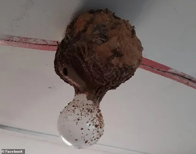 The woman shared a series of photos on Facebook which showed a mound of what looks like dirt around the light globe