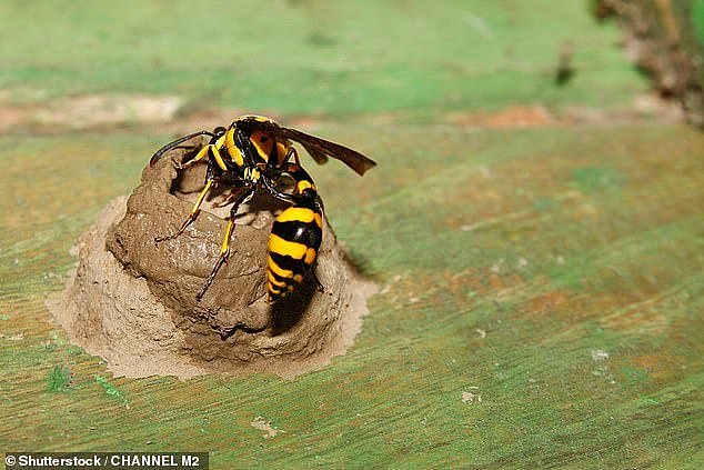 Professor Alexander Mikheyev, from the Research School of Biology at the Australian National University, told Yahoo the nest belonged to a mud dauber wasp